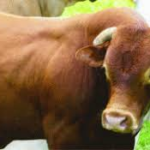 Dificultatea de a încerca să fii obiectiv Editoriale